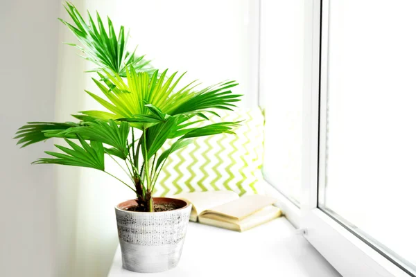 Palmträd i blomkruka — Stockfoto