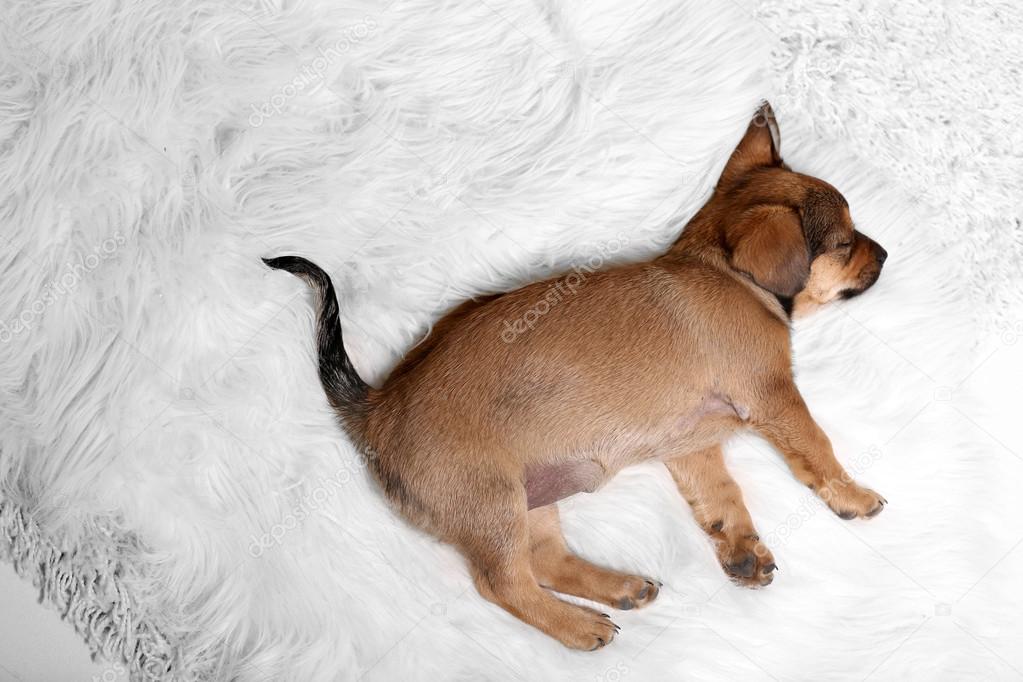 Cute puppy sleeping on carpet at home