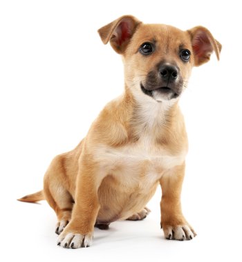 Yavru köpek beyazda izole edilmiş.