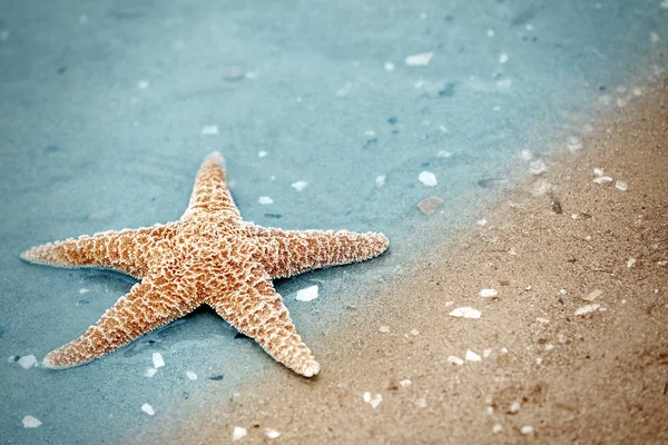 Belle étoile de mer sur une plage de sable fin — Photo