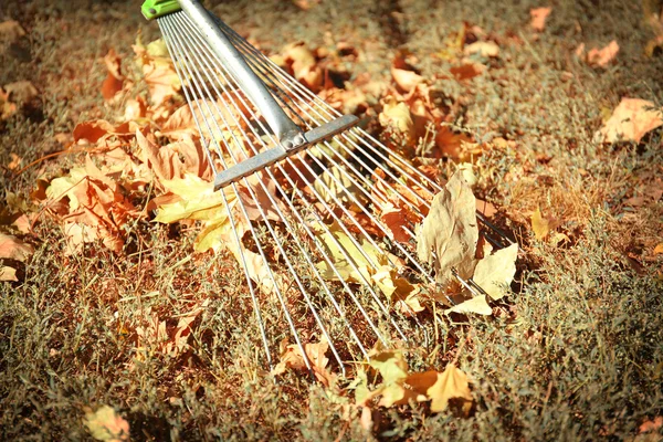 Fallen leaves and rake — Stock Photo, Image