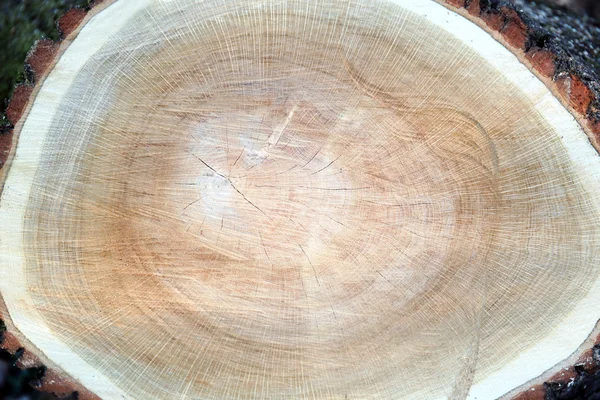 Stump d'arbre dans les bois — Photo