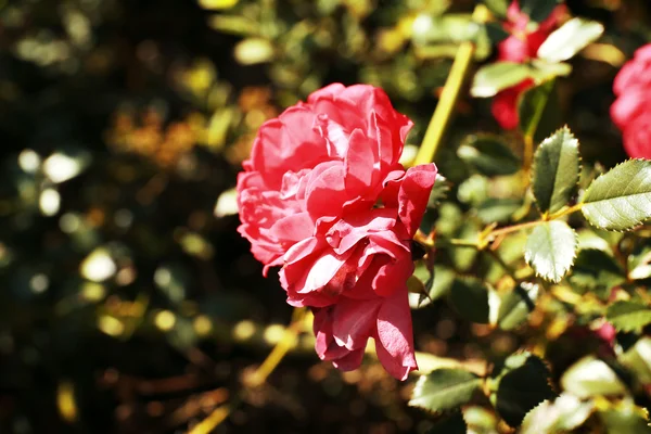 Mooie bush van roze rozen in de tuin — Stockfoto