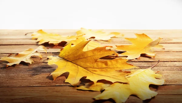 Золота осінь листя — стокове фото