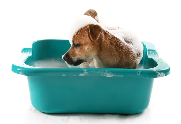 Cachorro en baño aislado —  Fotos de Stock