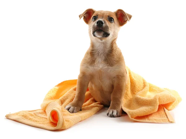 Puppy with towel isolated — Stock Photo, Image