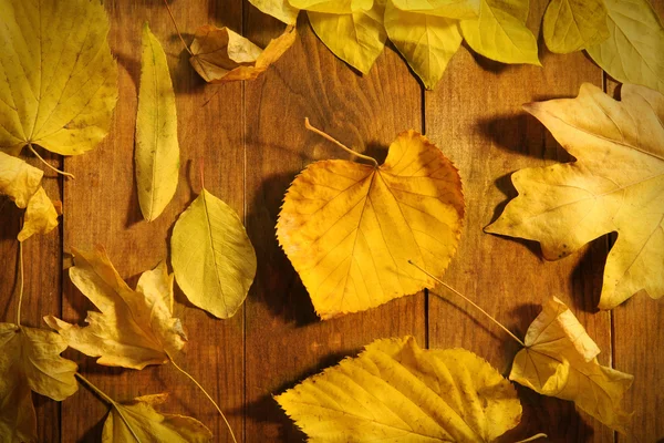 Yellow autumn leaves Royalty Free Stock Images