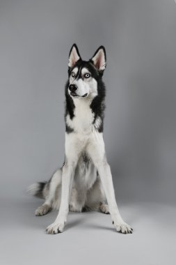 Genç gri arka plan üzerinde oturan Husky