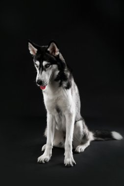 Genç koyu arka plan üzerinde oturan Husky