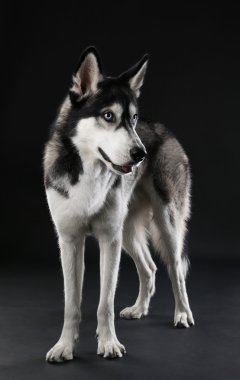 Genç Husky koyu arka plan üzerinde