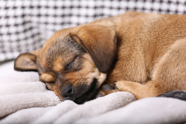 Puppy sleeping on sofa at home — Stock Photo, Image