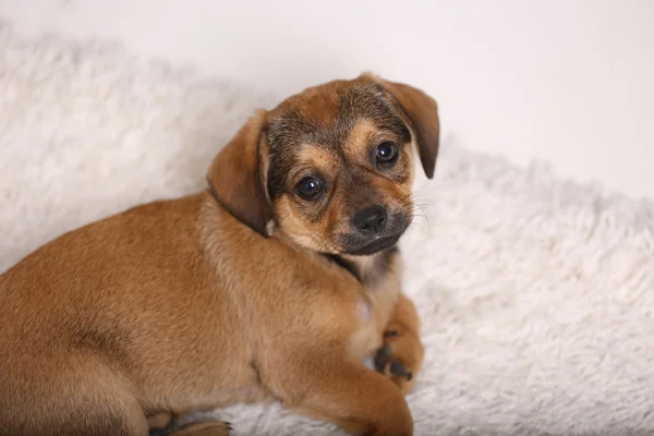 自宅のカーペットの上の子犬 — ストック写真