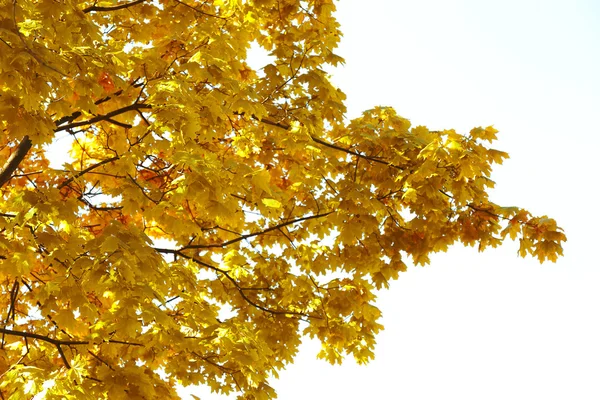 Green autumn trees on  background — Stock Photo, Image