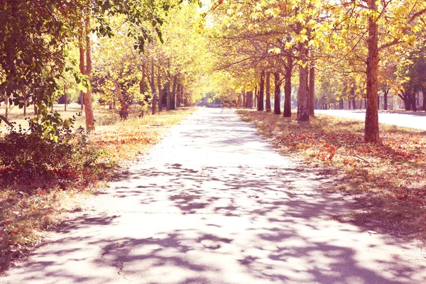 Pěšina v podzimním parku — Stock fotografie