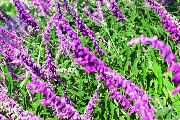 Flowerbed of beautiful  purple  sage flower  on blurred background — Stock Photo, Image