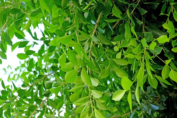 Vackra färska blad på blå himmel bakgrund — Stockfoto