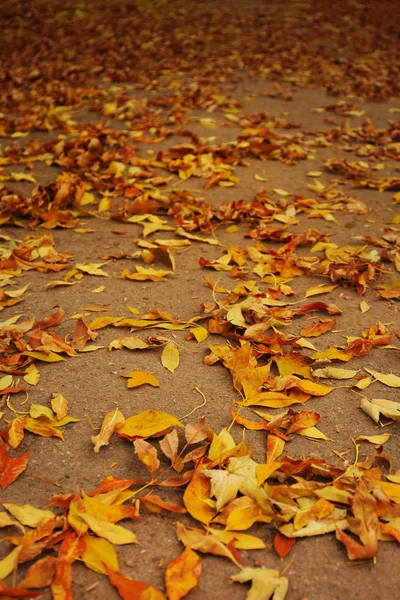 Colourful autumn leaves background, close up — Stock Photo, Image