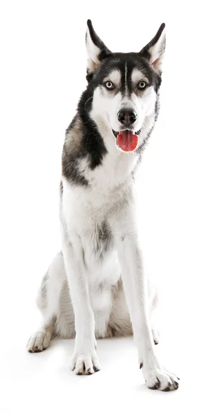 Siberian Husky sentado, isolado em branco — Fotografia de Stock