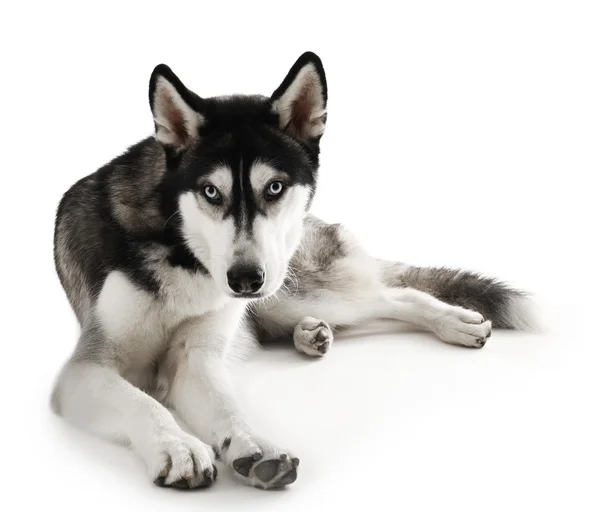 Siberische Husky liegen, geïsoleerd op wit — Stockfoto