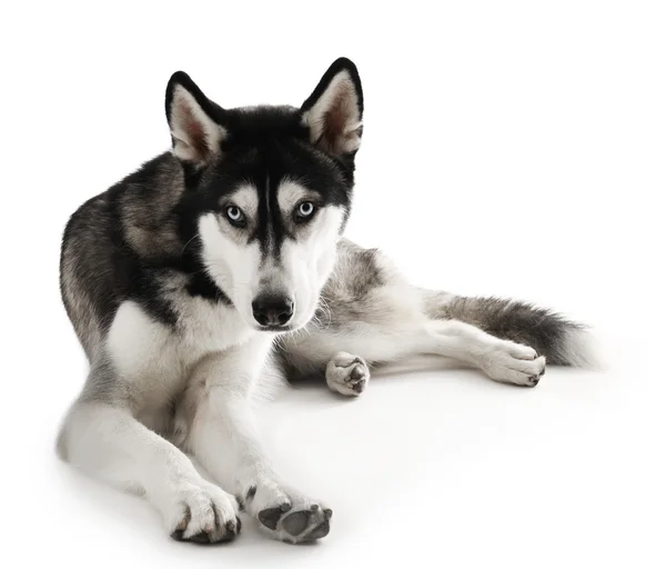 Husky siberiano deitado, isolado em branco — Fotografia de Stock