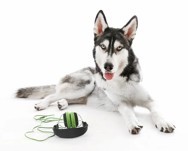 Siberian Husky lying with headphones, isolated on white — Stock Photo, Image