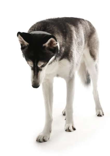 Siberian Husky im Kopfhörer, isoliert auf weiß — Stockfoto