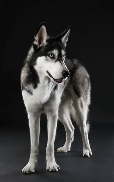 Tineri Husky pe întuneric fundal — Fotografie, imagine de stoc