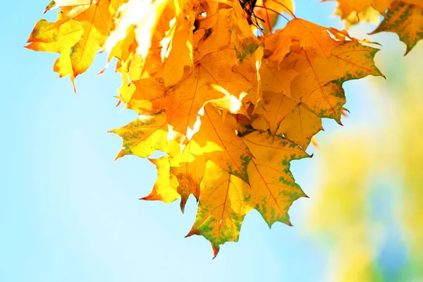 Golden autumn leaves on blue sky background, close up — Stock Photo, Image