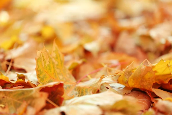 Feuilles d'automne colorées sur le sol dans le parc, gros plan — Photo