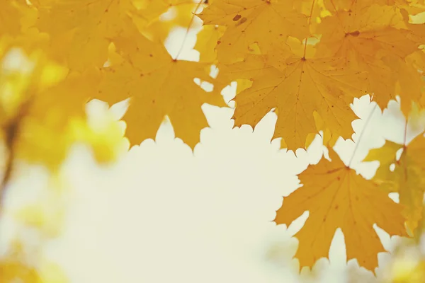 Foglie d'autunno dorate, da vicino — Foto Stock