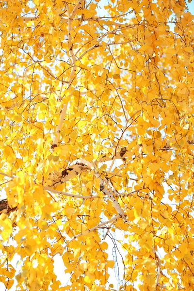 Golden autumn birch leaves, close up — Stock Photo, Image