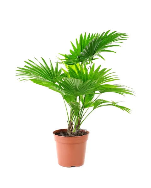 Palm tree in flowerpot — Stock Photo, Image