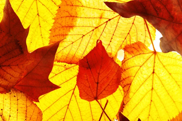 Feuilles d'automne dorées fond — Photo