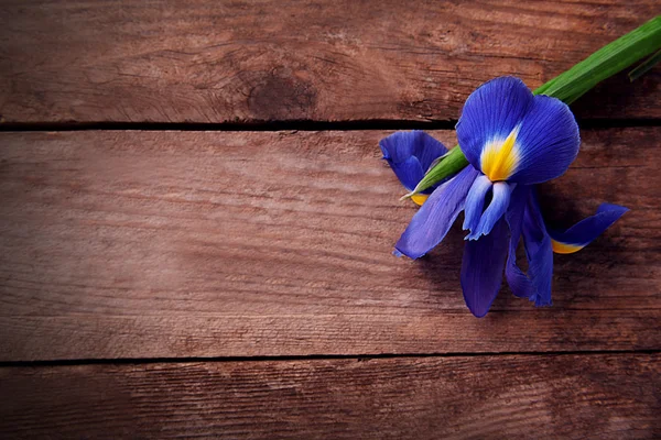 Hermosa flor de iris sobre fondo de madera, espacio para copiar —  Fotos de Stock