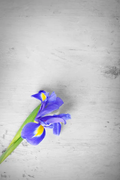 Bellissimo fiore di iris su sfondo di legno bianco, spazio copia — Foto Stock