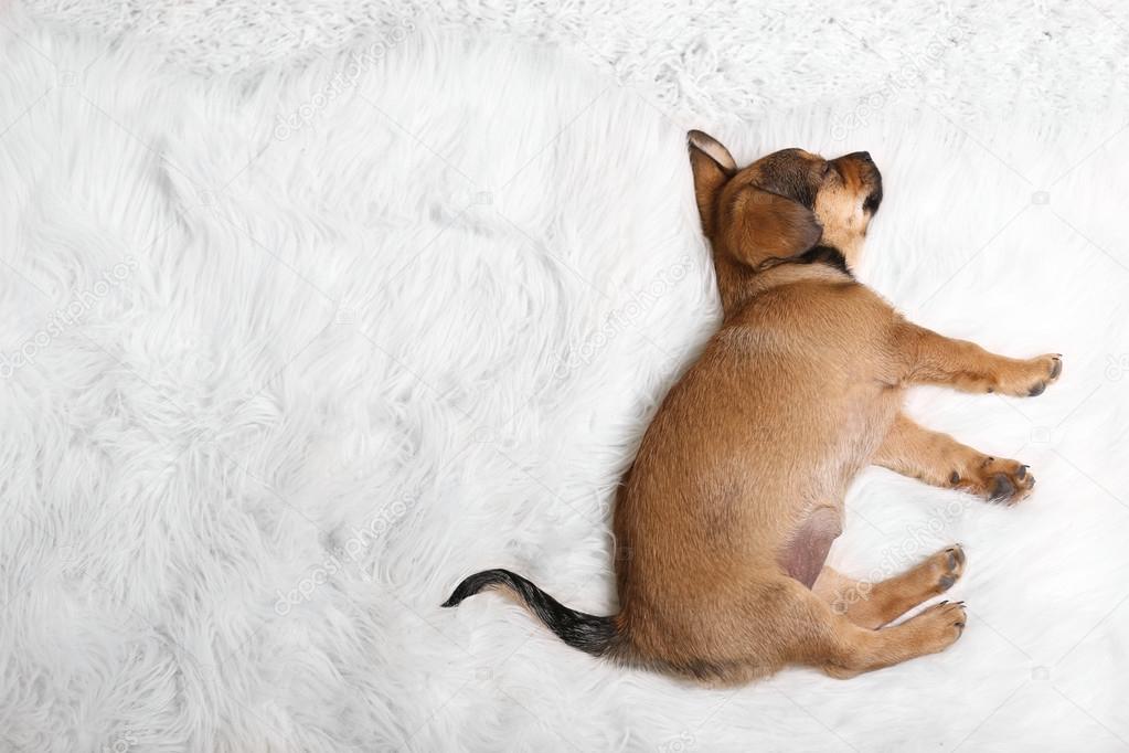puppy sleeping on carpet at home