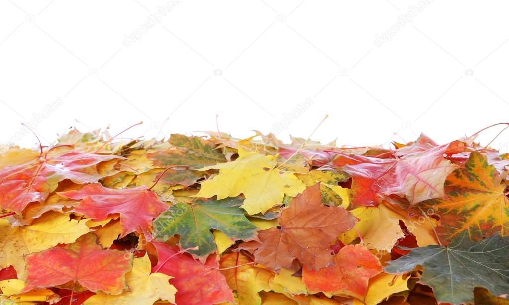 Autumn maple leaves