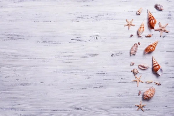 Seashells on light background — Stock Photo, Image