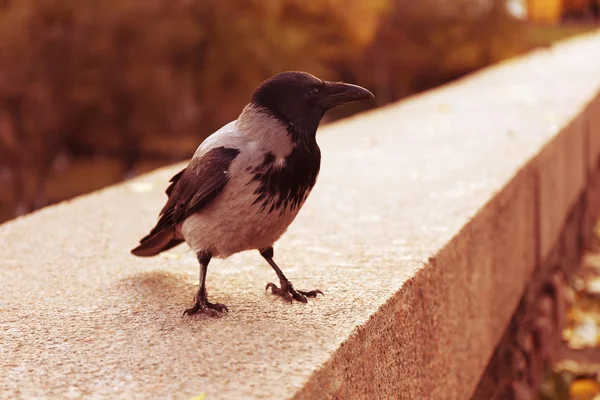 Corvo em um parque, close-up — Fotografia de Stock