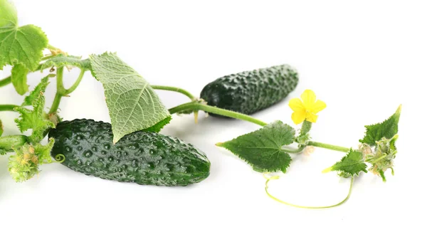 Cucumbers with leafs isolated on white background — Stock Photo, Image