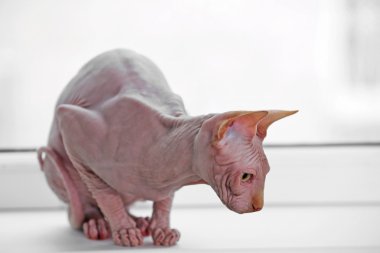 Sfenks kedisi pencere üzerinde