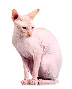 Kedi sphynx, izole