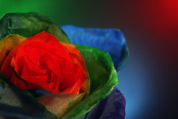 Beautiful painted rose — Stock Photo, Image