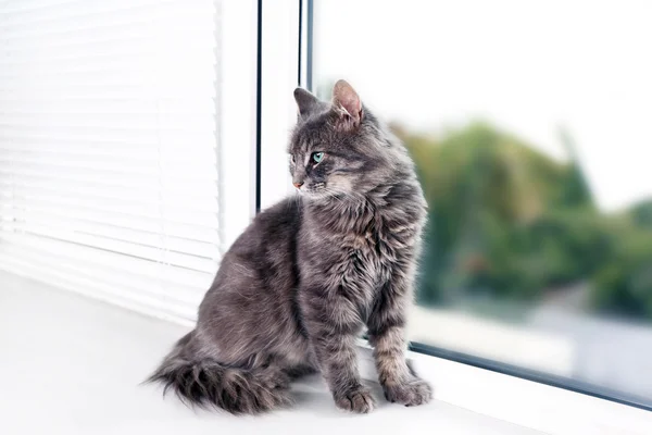 Gato cinzento bonito na janela — Fotografia de Stock