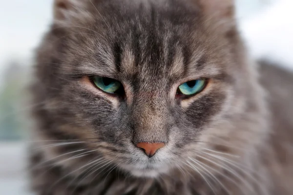 Beautiful grey cat — Stock Photo, Image