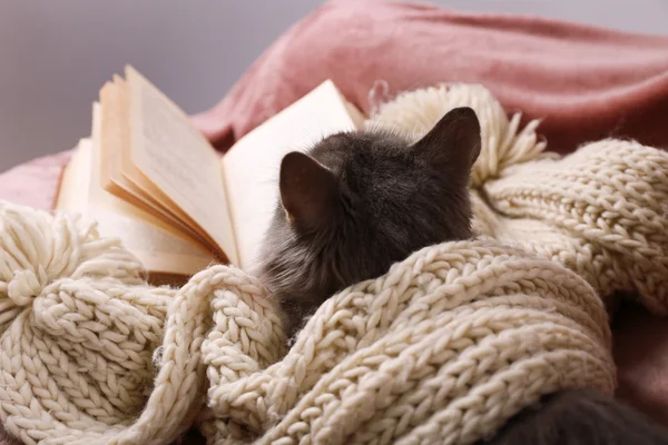 Gato preguiçoso cinza com cachecol de malha e livro — Fotografia de Stock