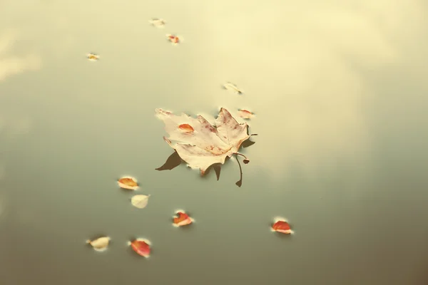 水の上のカエデの葉 — ストック写真