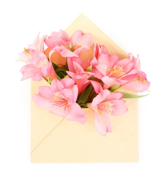 Alstroemeria rosa no envelope — Fotografia de Stock