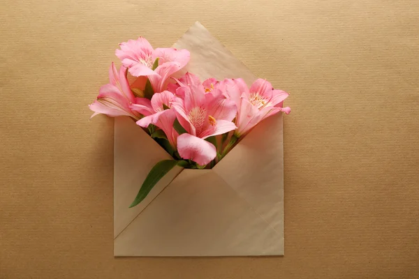 봉투에 핑크 alstroemeria — 스톡 사진