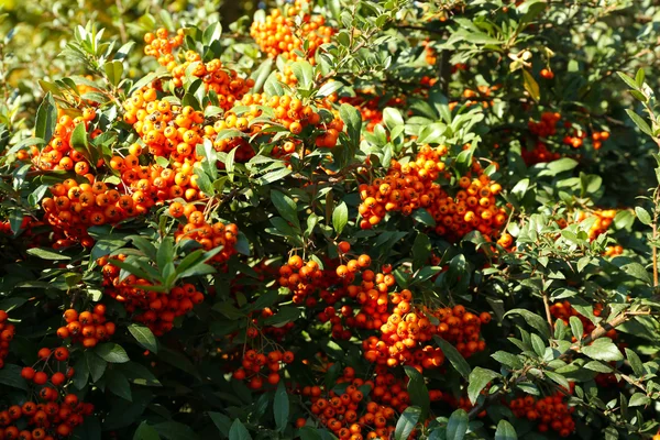 Rowan arbusto en día soleado — Foto de Stock